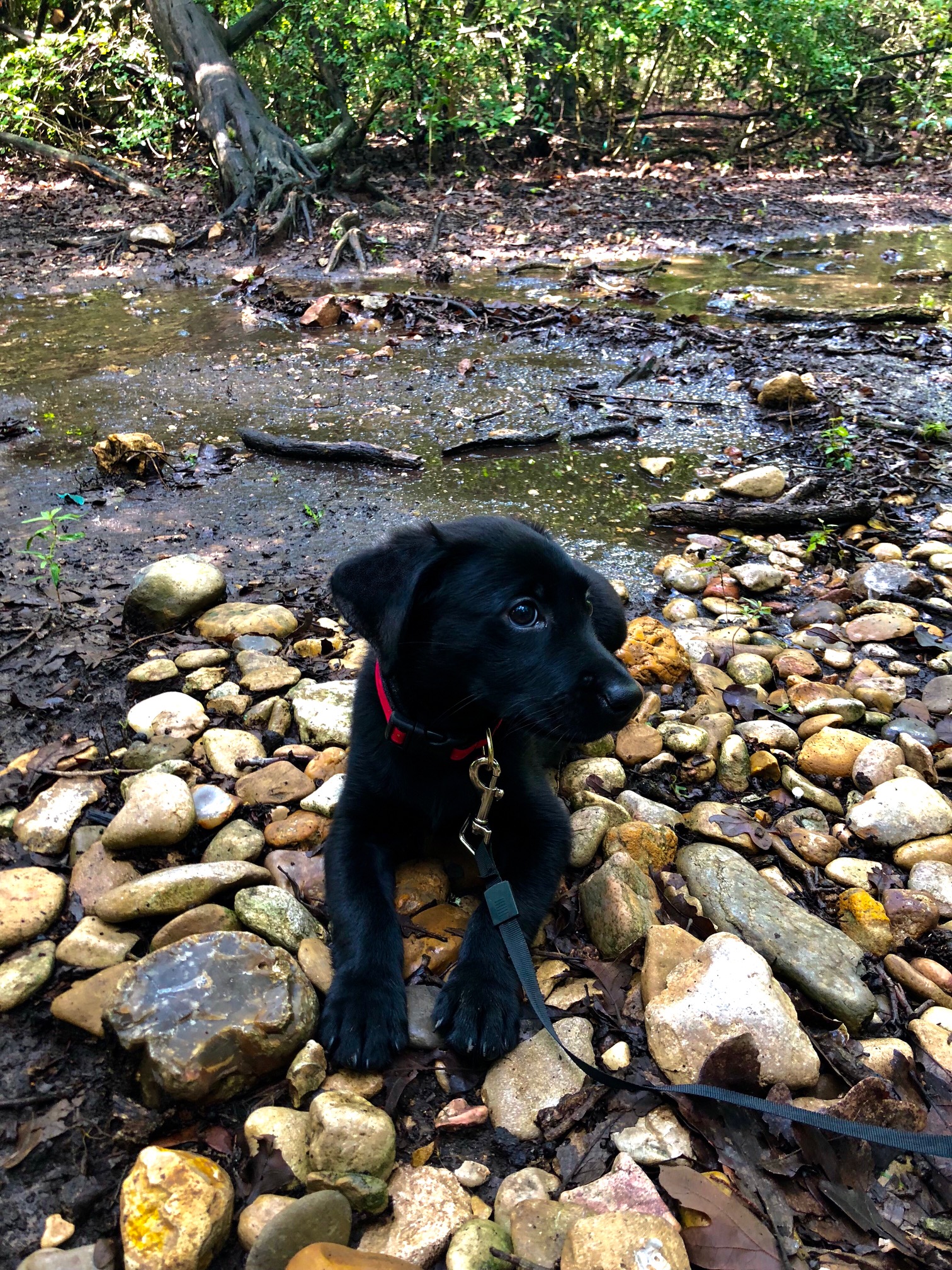 Reina Del Bosque | Black Labrador Retriver