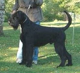 Champ von der Jasmin | Giant Schnauzer 