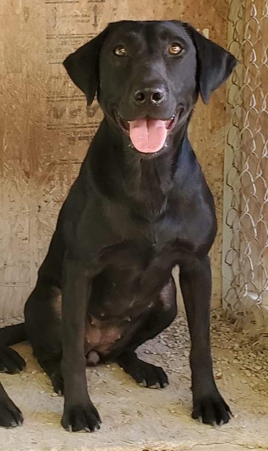 Duckpup's Misery Loves Company*** | Black Labrador Retriver