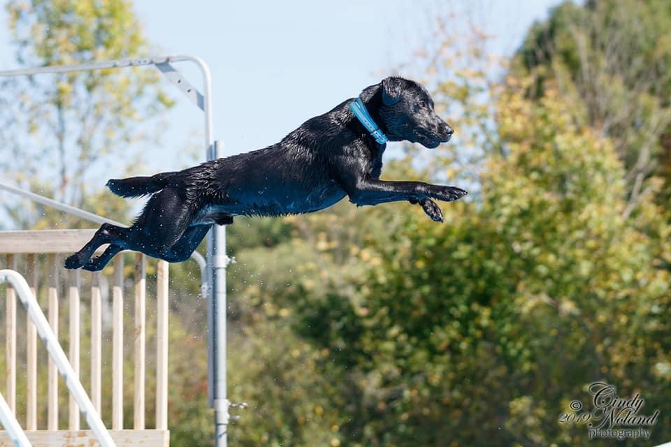 Grand River’s Talk To Me Goose BCAT DS DN CGC TKN | Black Labrador Retriver