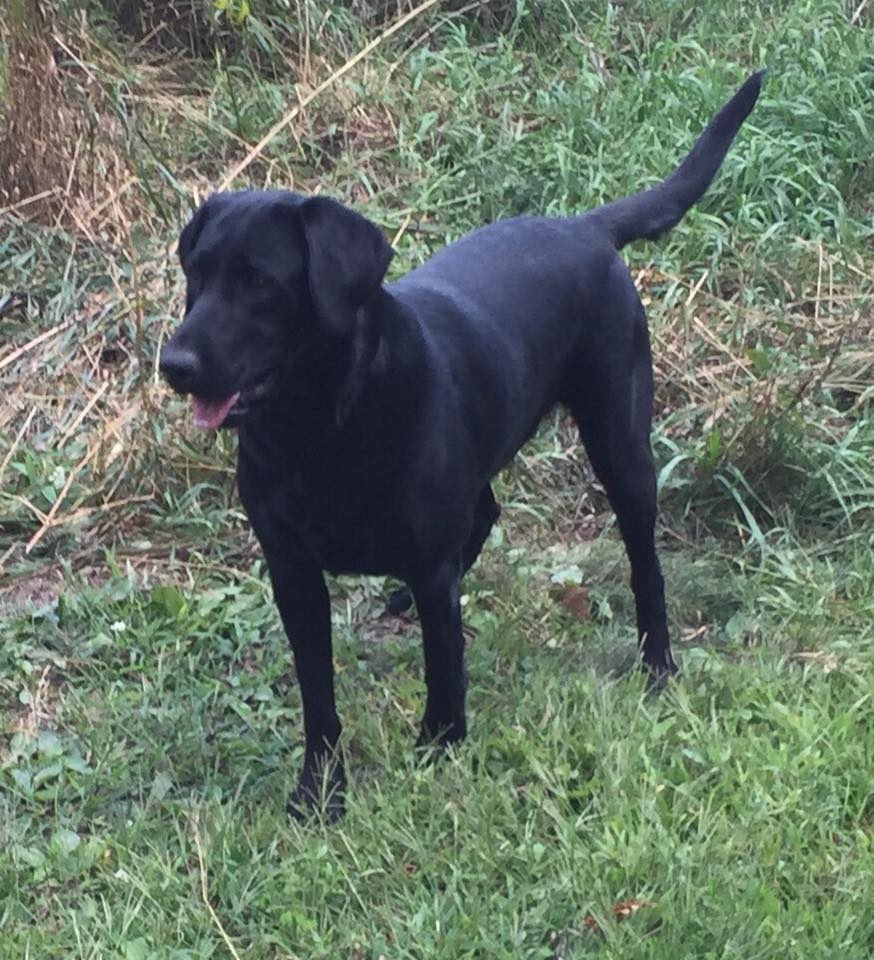 Young Lady Lilah Ayita | Black Labrador Retriver