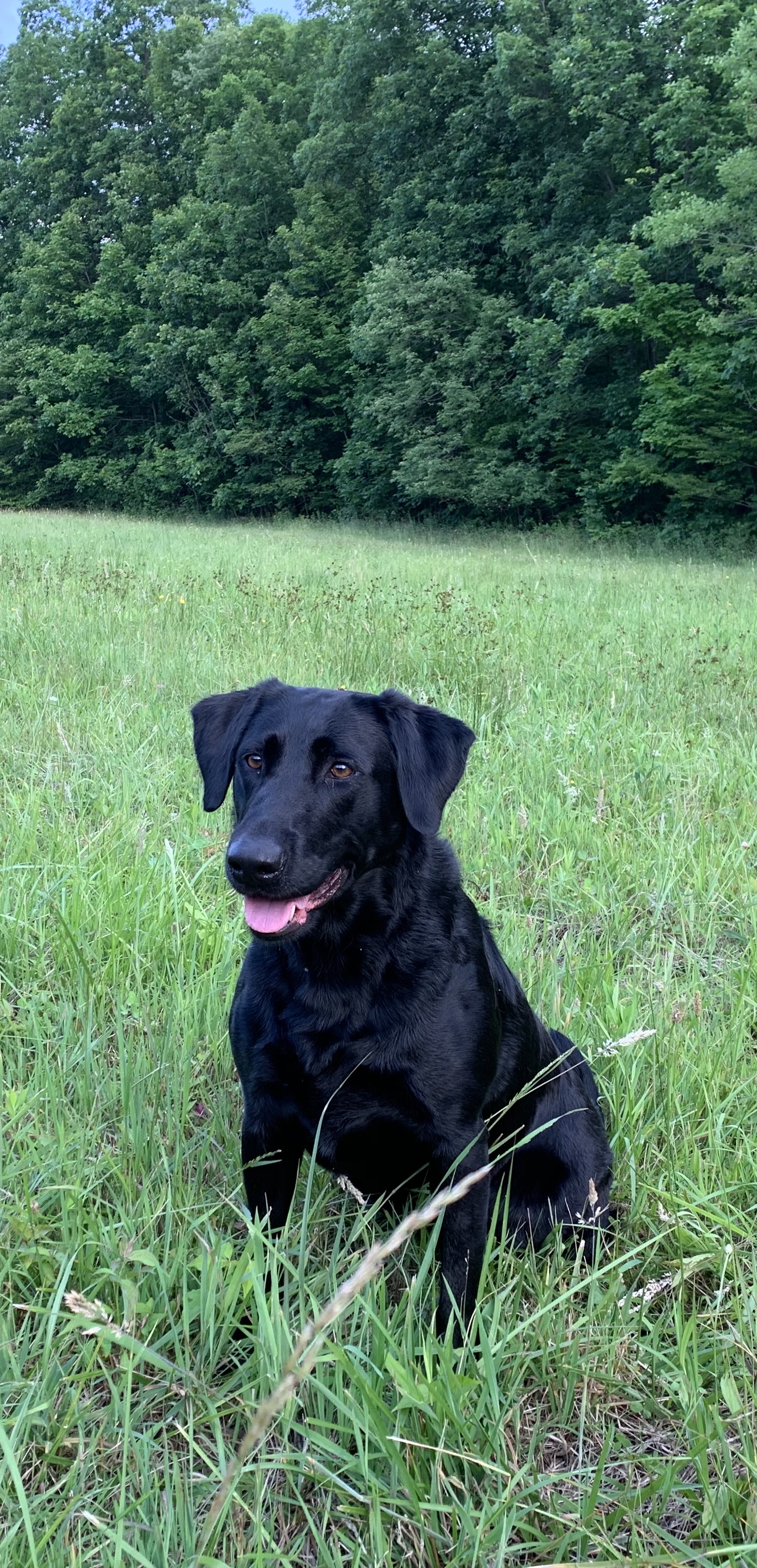 GRHRCH Kentucky’s Most Wanted Woman Ava MH | Black Labrador Retriver