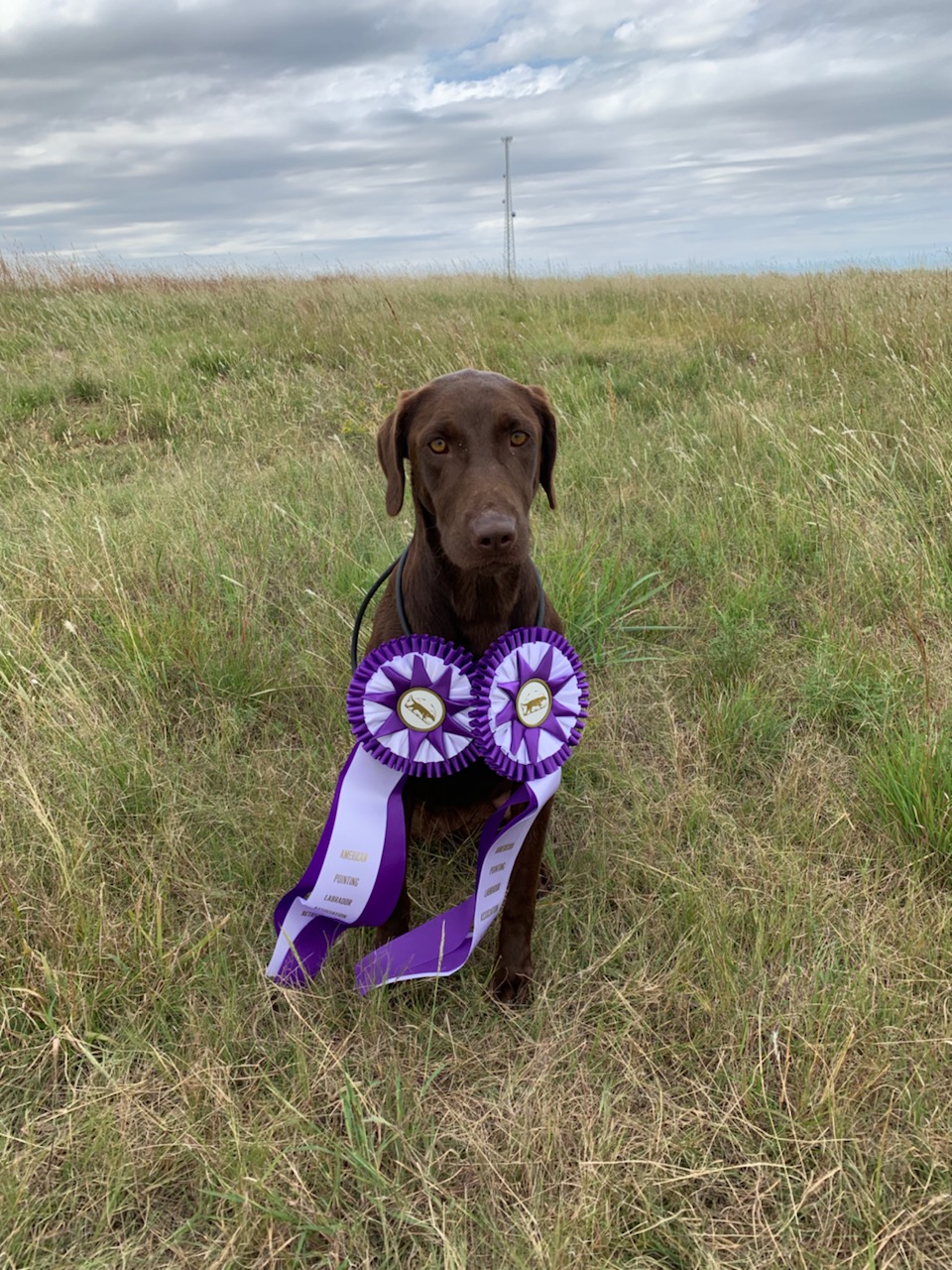 4xGMPR OGF Matilda Jane MH | Chocolate Labrador Retriver