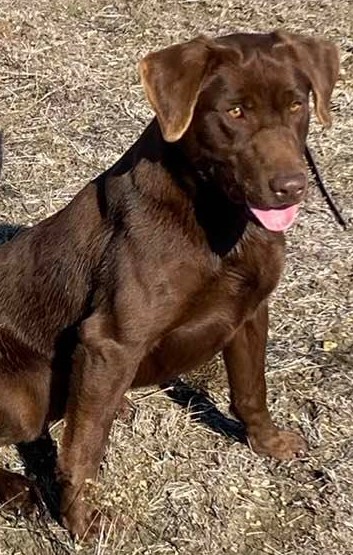 OGF Charles Goodnight QA2 | Chocolate Labrador Retriver