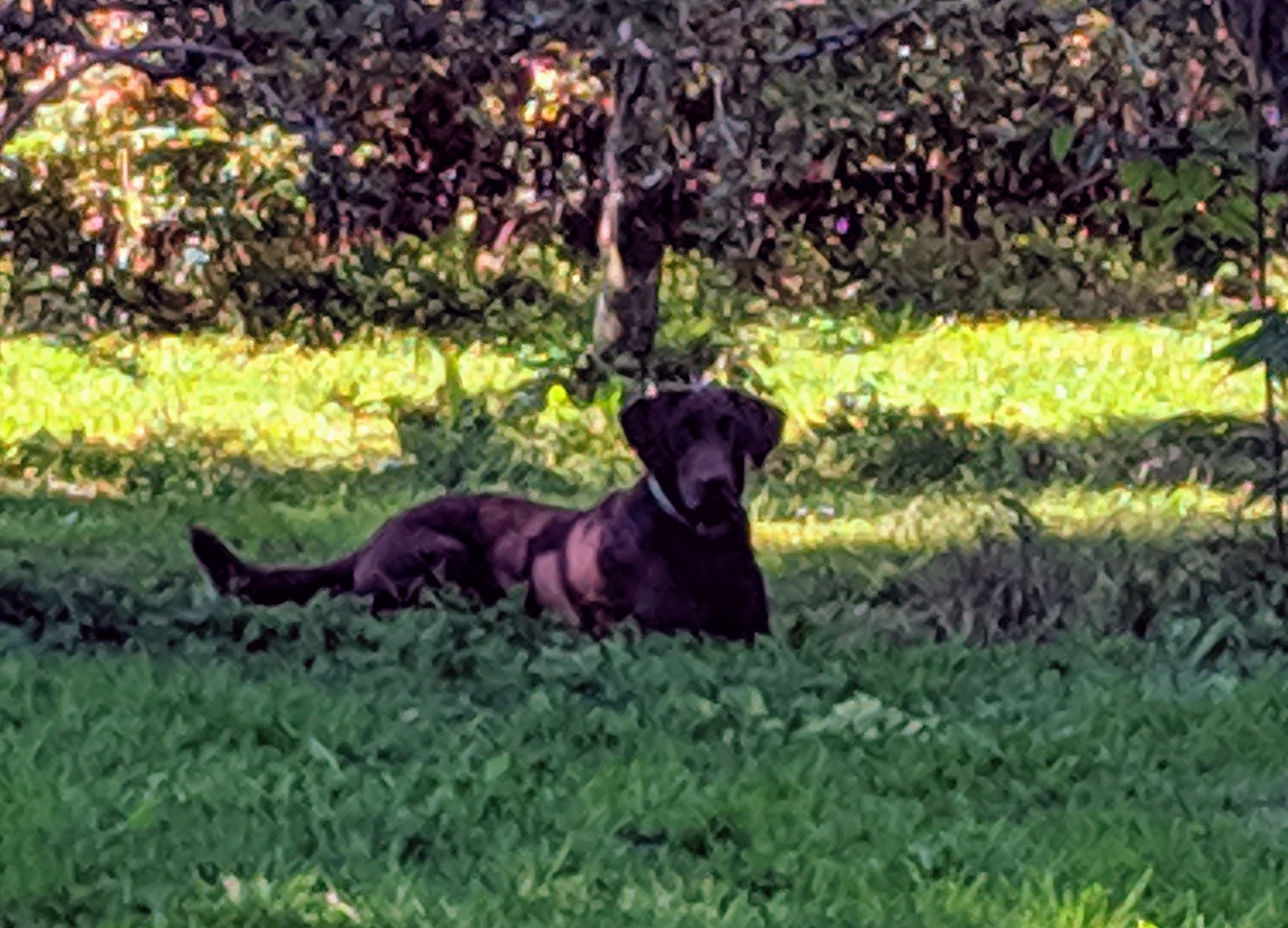 Owasco Valley's The Word | Chocolate Labrador Retriver