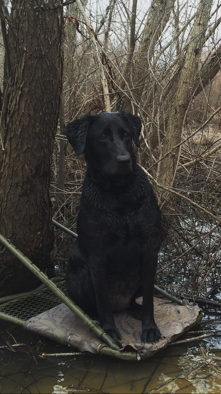 HRCH Shiloh Backwater Blues | Black Labrador Retriver