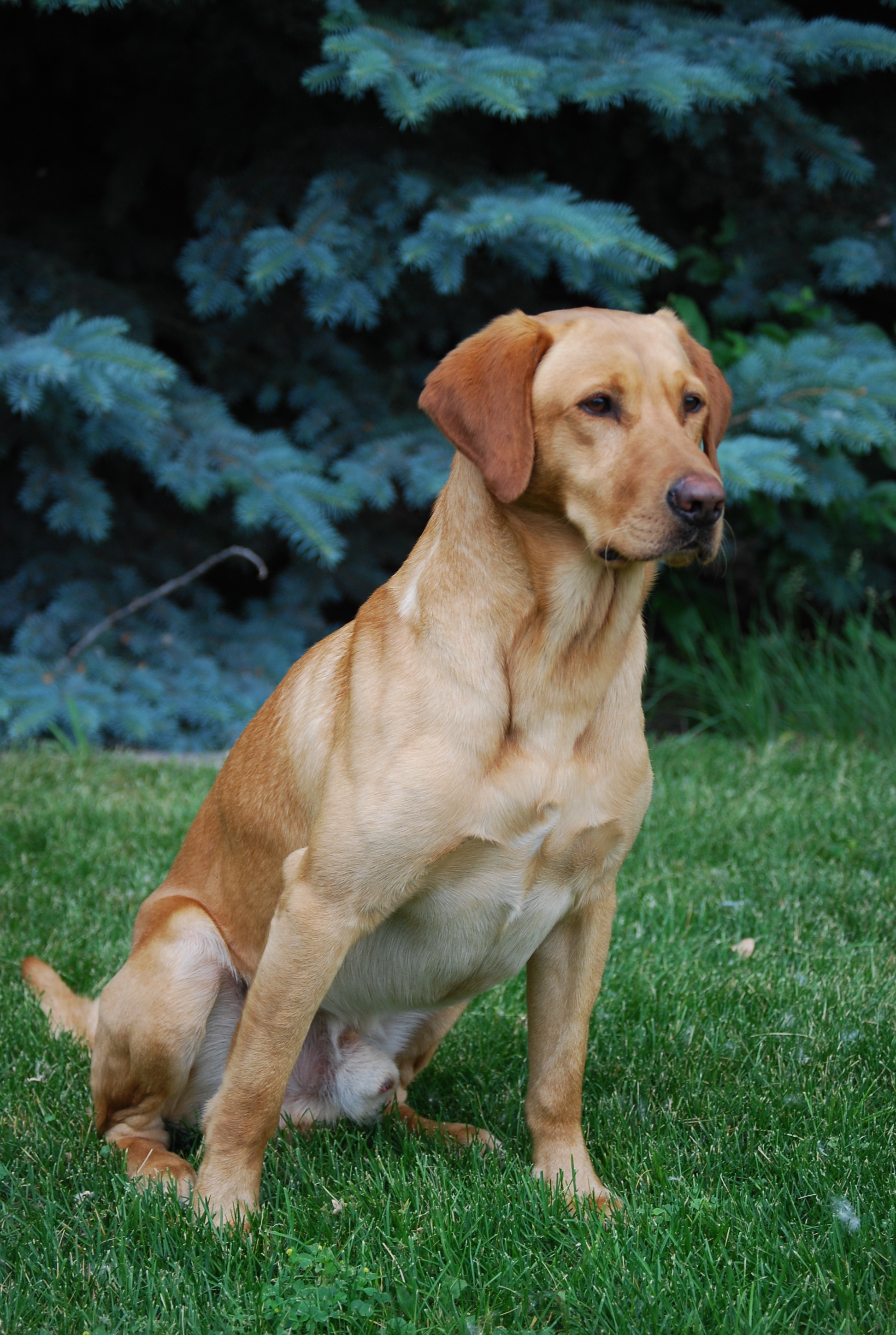 4X GMPR HRCH Lone Tree's Pocket Full Of Change MH | Yellow Labrador Retriver