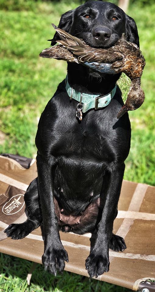 Harmony XVIII | Black Labrador Retriver