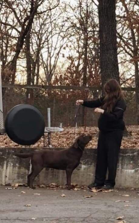 Annies Royal Dutchess | Chocolate Labrador Retriver