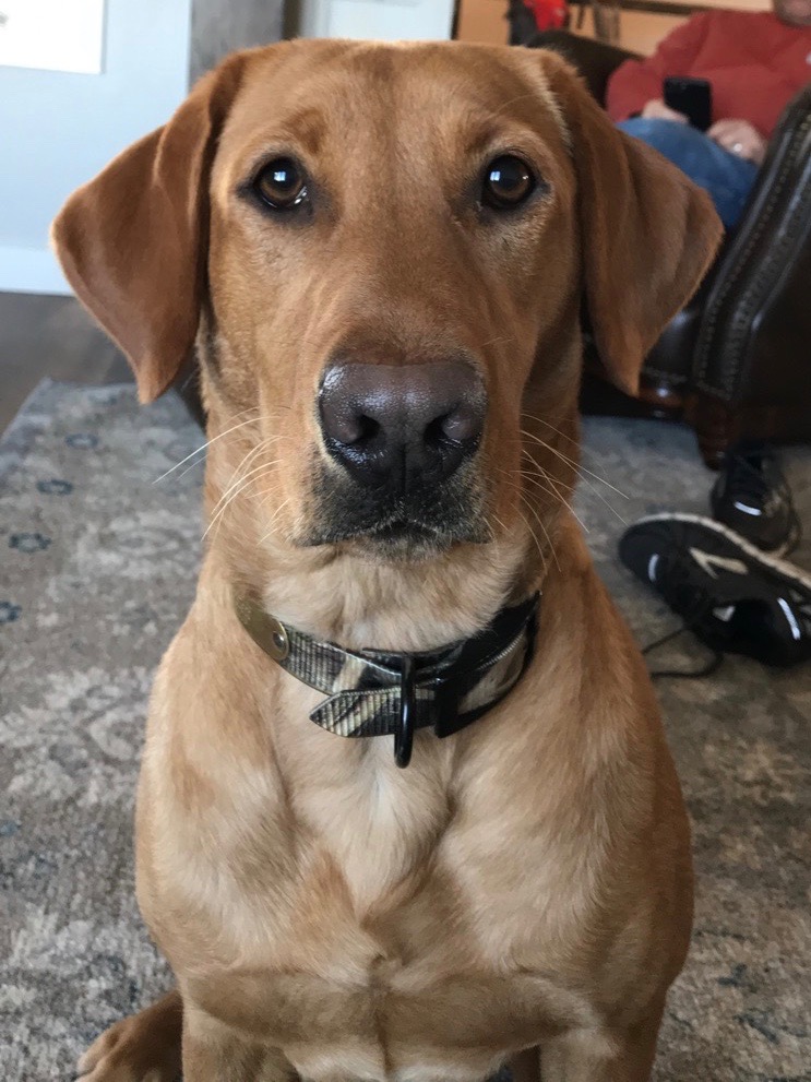 Iowa Pointing Labs Betty Lou | Yellow Labrador Retriver