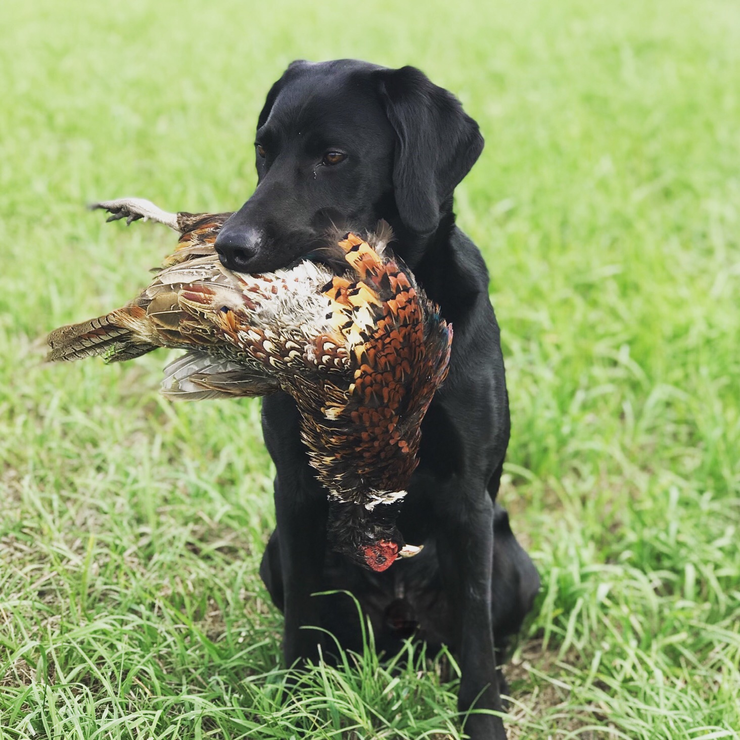 Wandermere’s Wild Rocket SH | Black Labrador Retriver