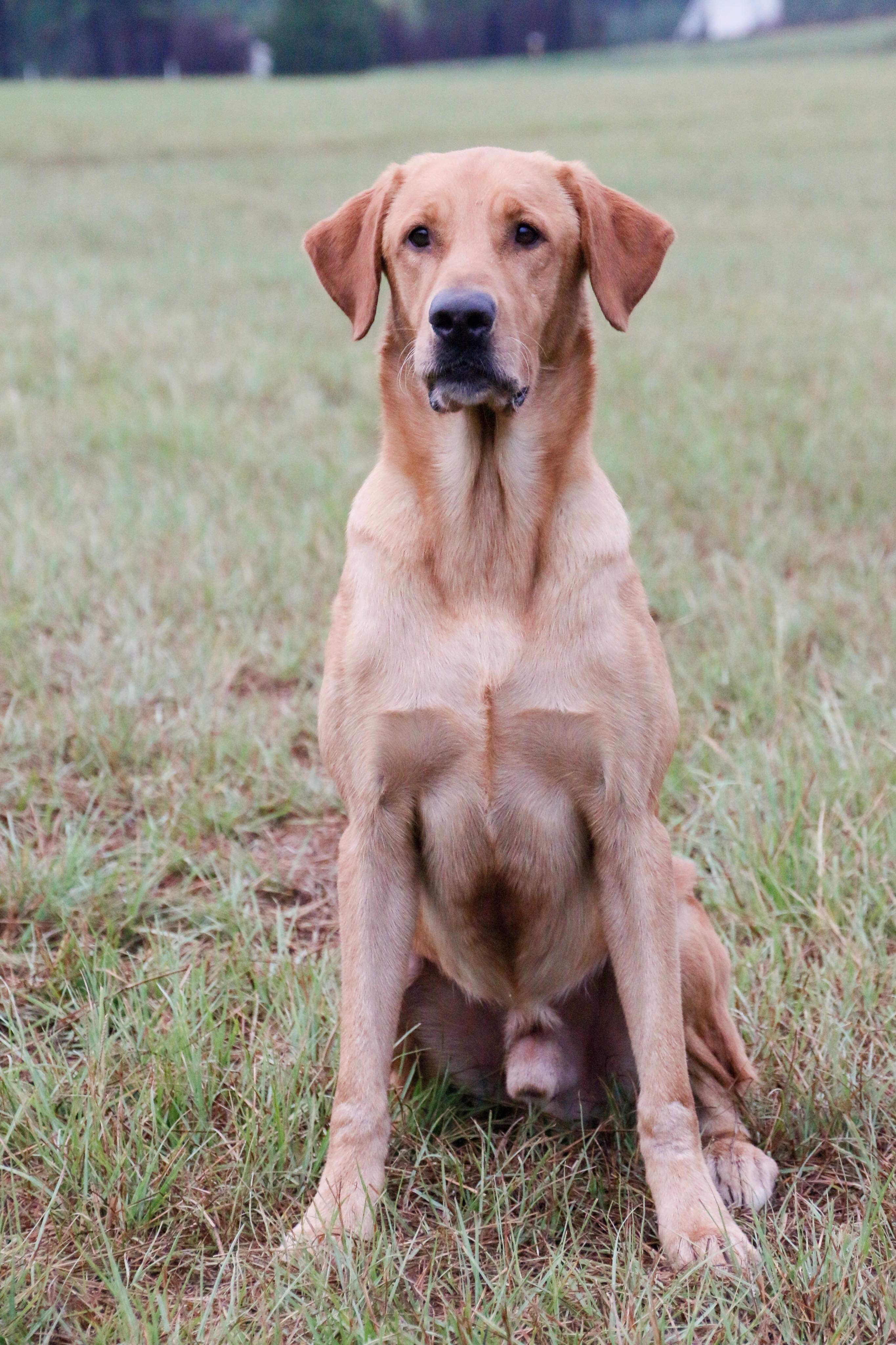 HRCH CFK’s Deacon's Lil Red Shadow | Yellow Labrador Retriver