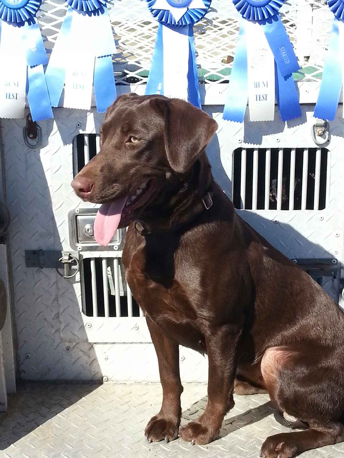 SHR No Limit's Avigayil JH | Chocolate Labrador Retriver