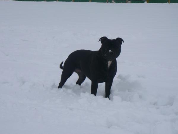 inity of people | Staffordshire Bull Terrier 