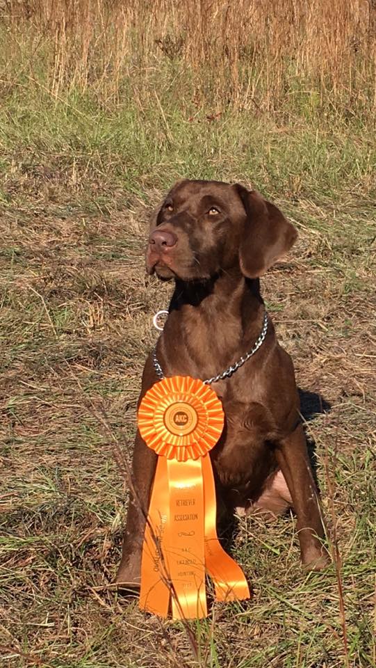 Carolina Trailblazin’ Bailee JH | Chocolate Labrador Retriver