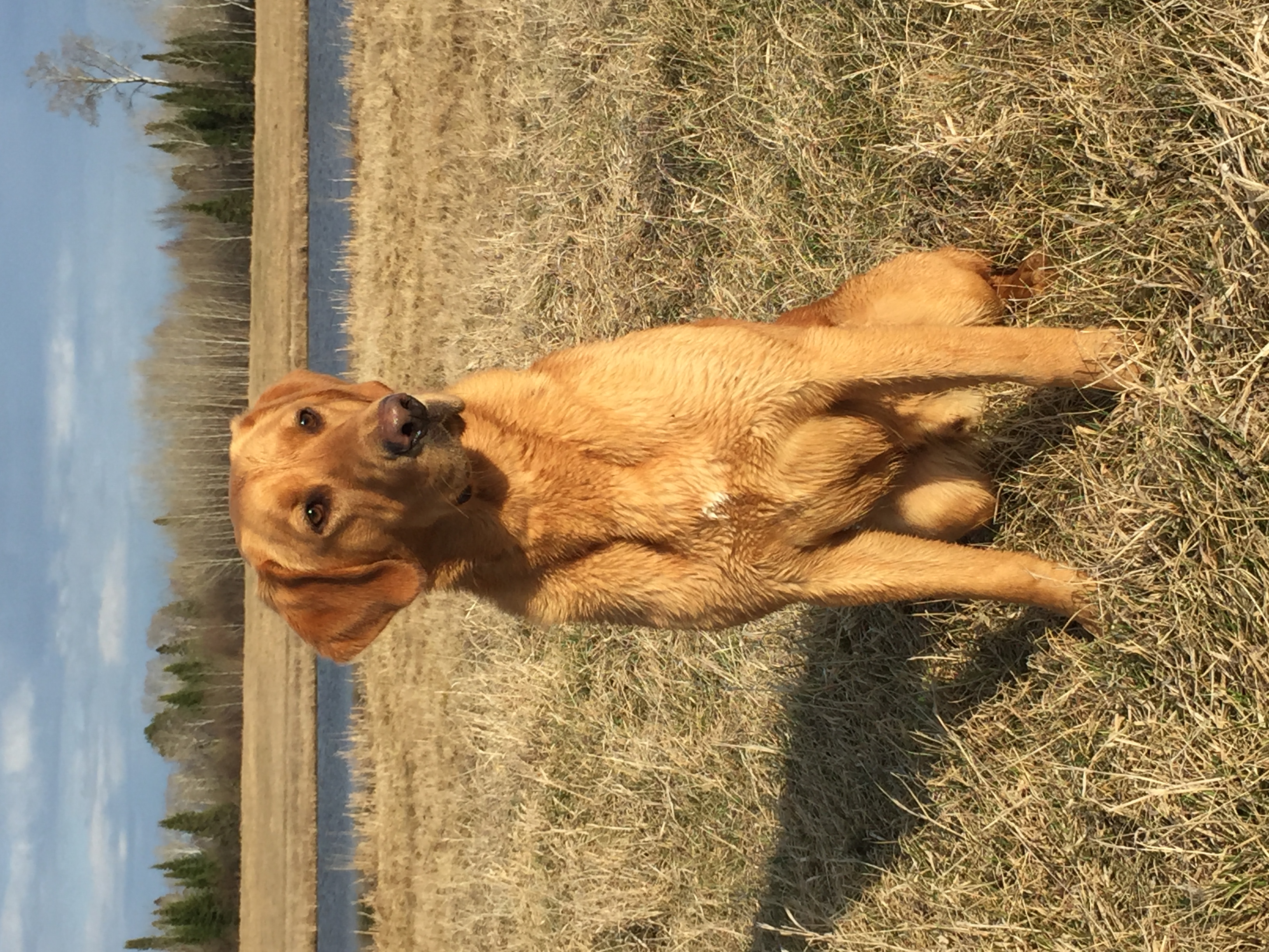 Rainmaker’s Cattail Crasher | Yellow Labrador Retriver