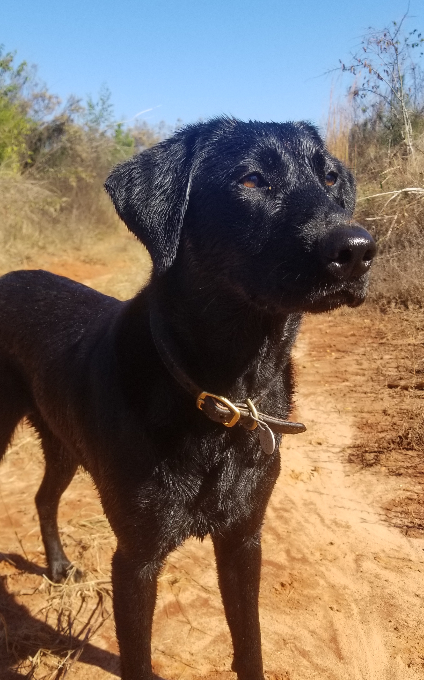 Folklore's Goddess Of The Hunt SH DS TKN CGC | Black Labrador Retriver