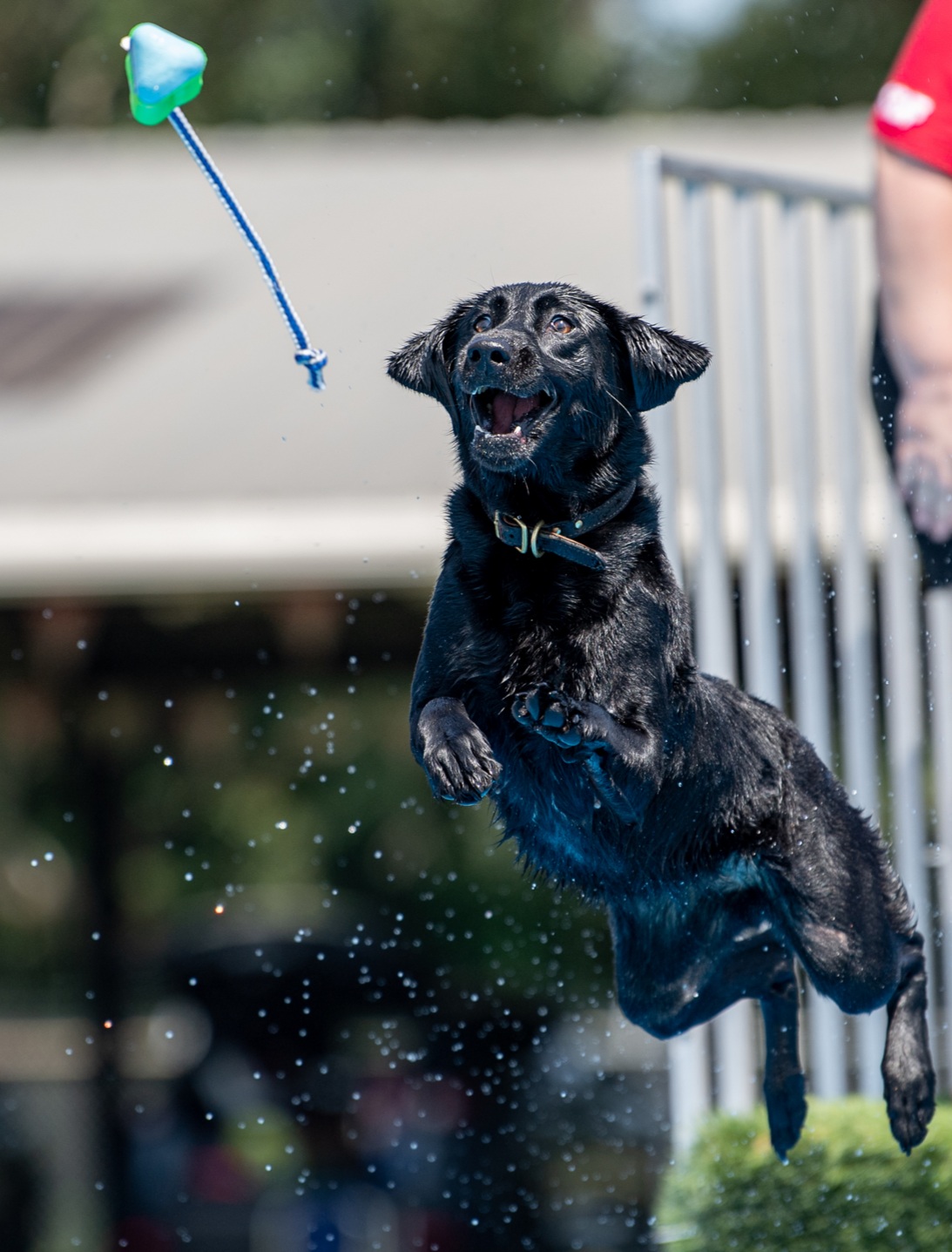 Folklore's Goddess Of The Hunt SH DS TKN CGC | Black Labrador Retriver