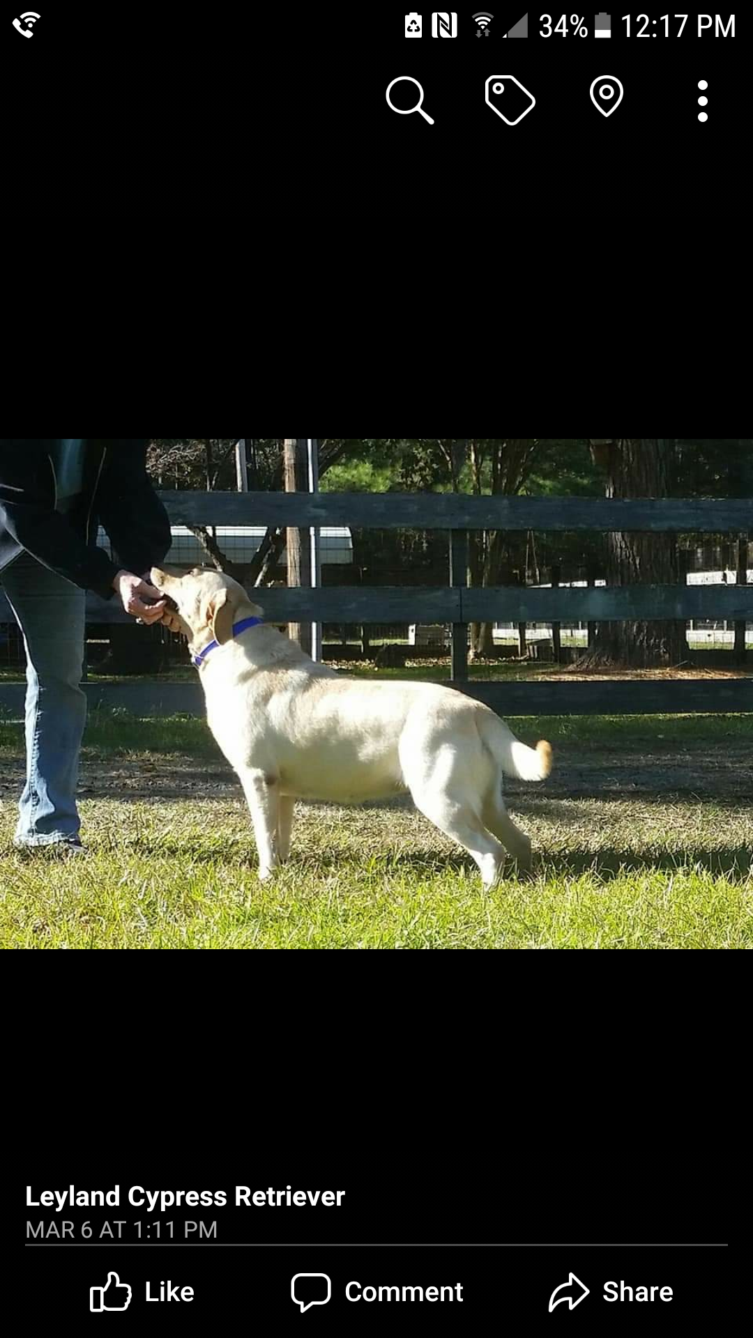 Holiday Dew Penny Cash | Yellow Labrador Retriver