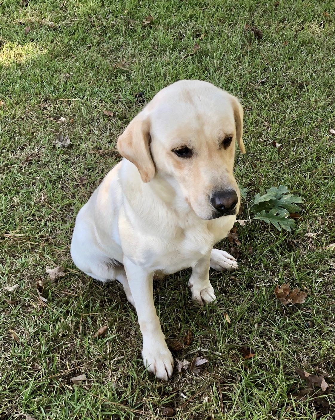 Honey Grace II | Yellow Labrador Retriver