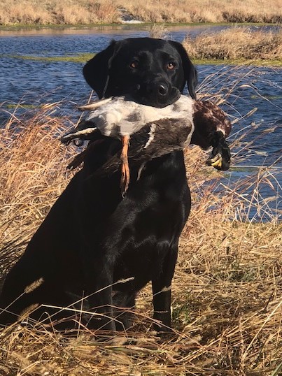 HRCH The Captains Stellanator | Black Labrador Retriver