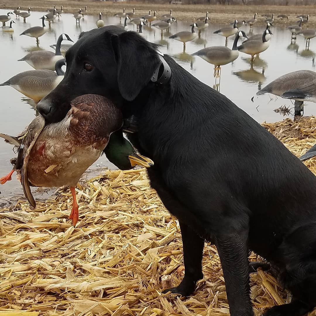 CPR HRCH Cashman's Risky Jetta Dun It | Black Labrador Retriver