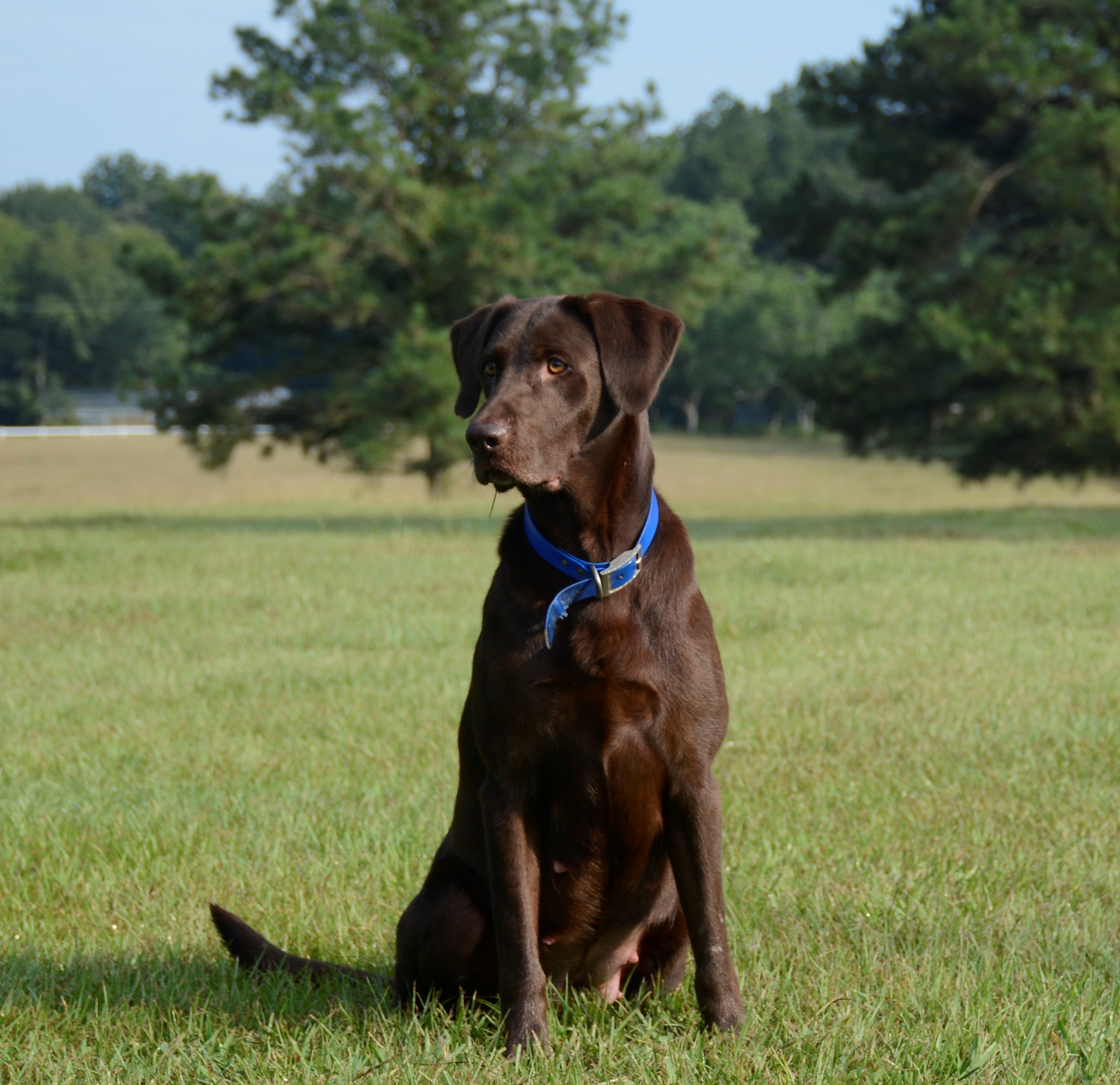 Big Mamou’s Keeps On Tickin | Chocolate Labrador Retriver