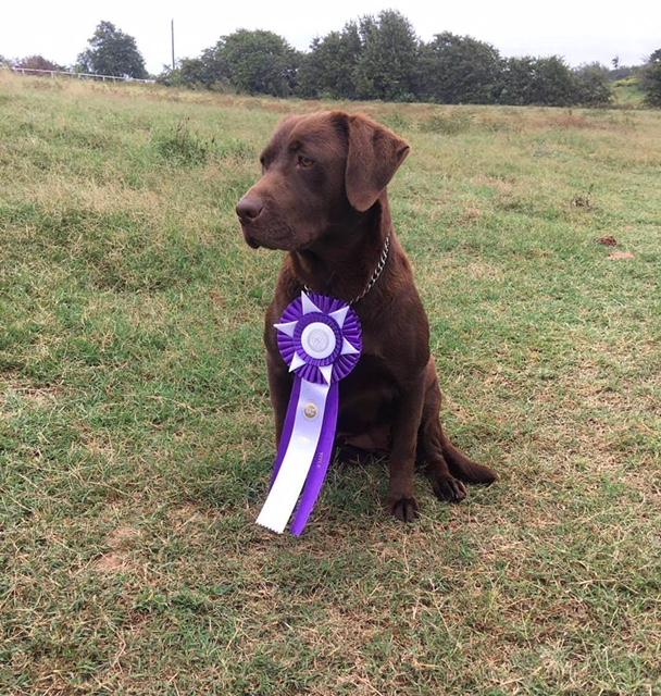 HRCH Cathrine's Quakenado MH | Chocolate Labrador Retriver