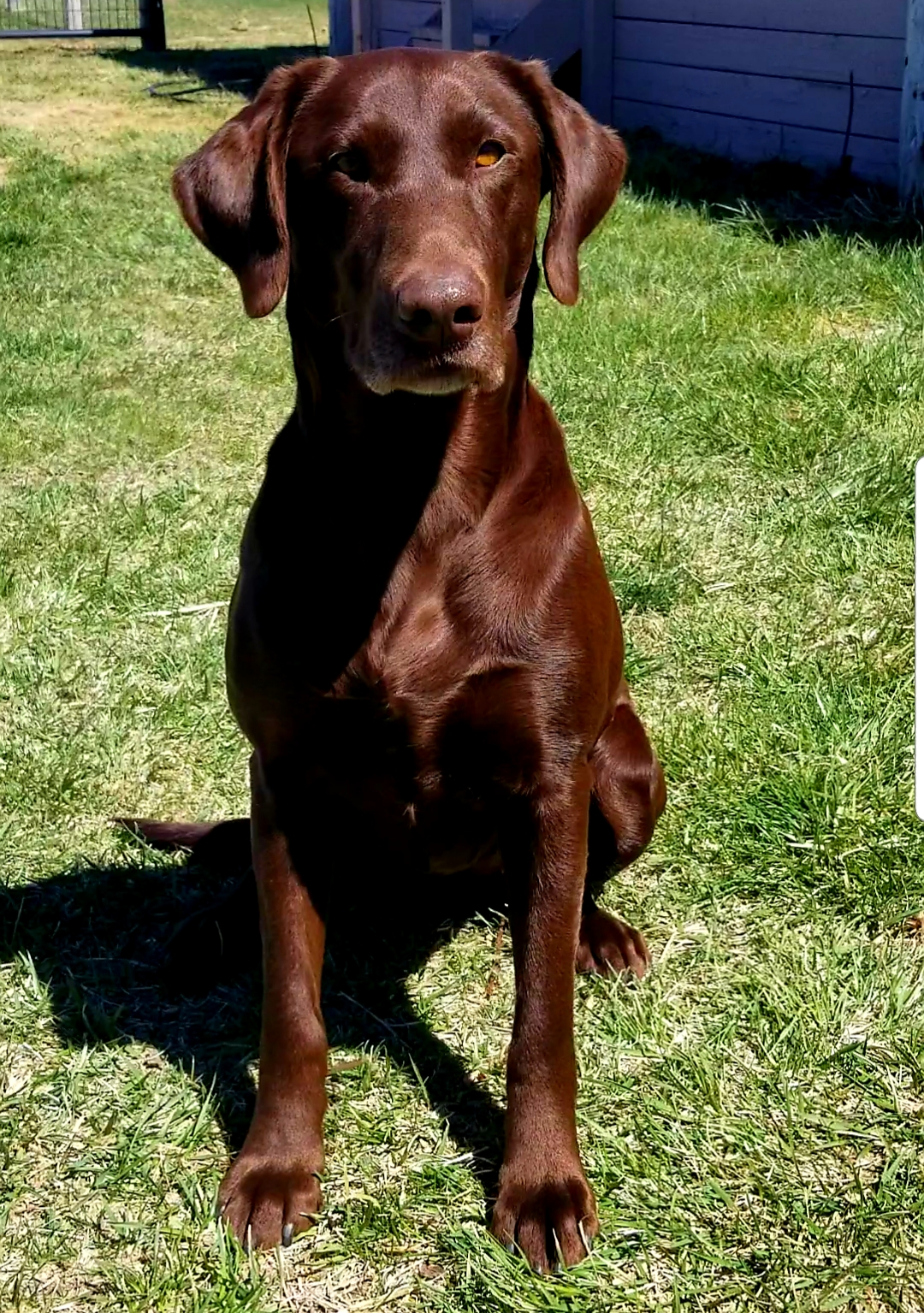 Macey's Copper Decoy | Chocolate Labrador Retriver