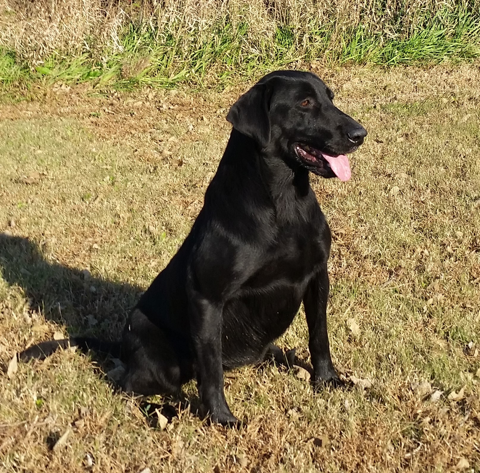 Jet City Blue Jean Swagger JH | Black Labrador Retriver