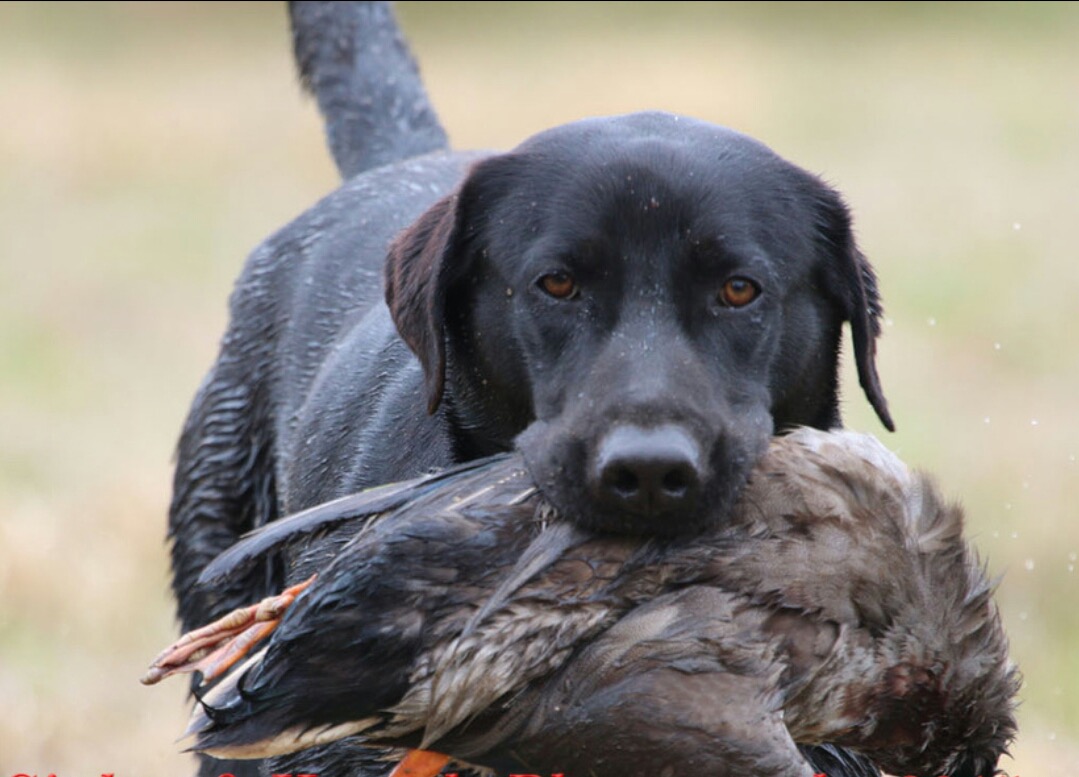 HRCH Cm’s Midnight Storm MH | Black Labrador Retriver