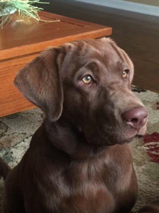 Wingate Reine Of Brensue | Chocolate Labrador Retriver