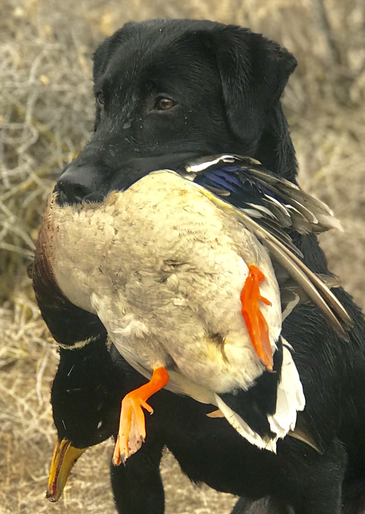 Limit Out’s Made In Idaho | Black Labrador Retriver