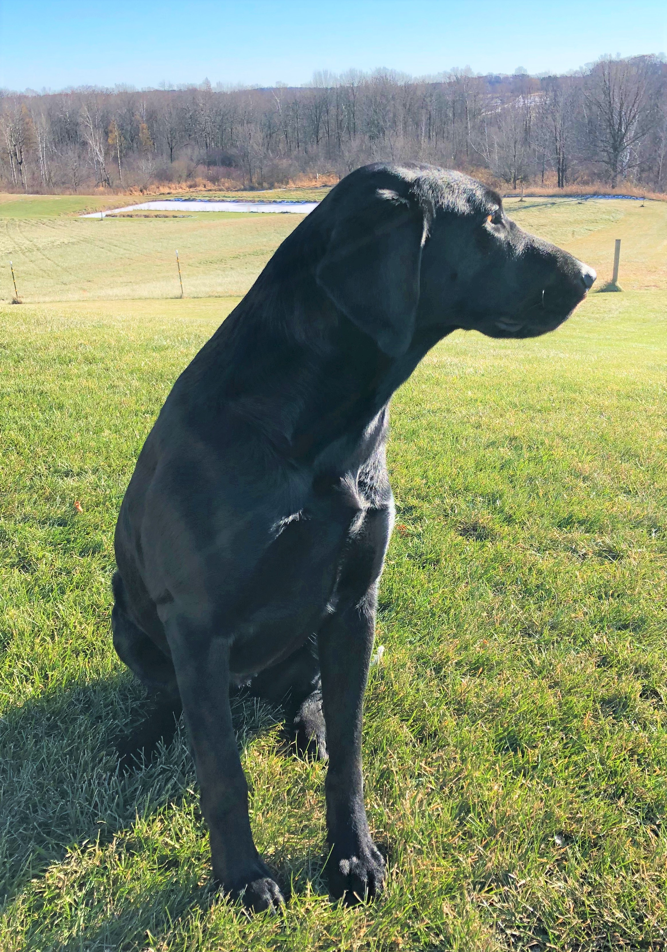 Stony Creek's Izza Belle | Black Labrador Retriver