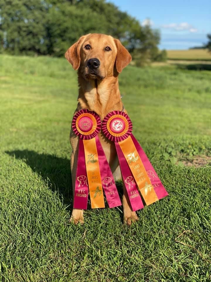 HRCH Bally’s Magazine Mogul MH18 | Yellow Labrador Retriver