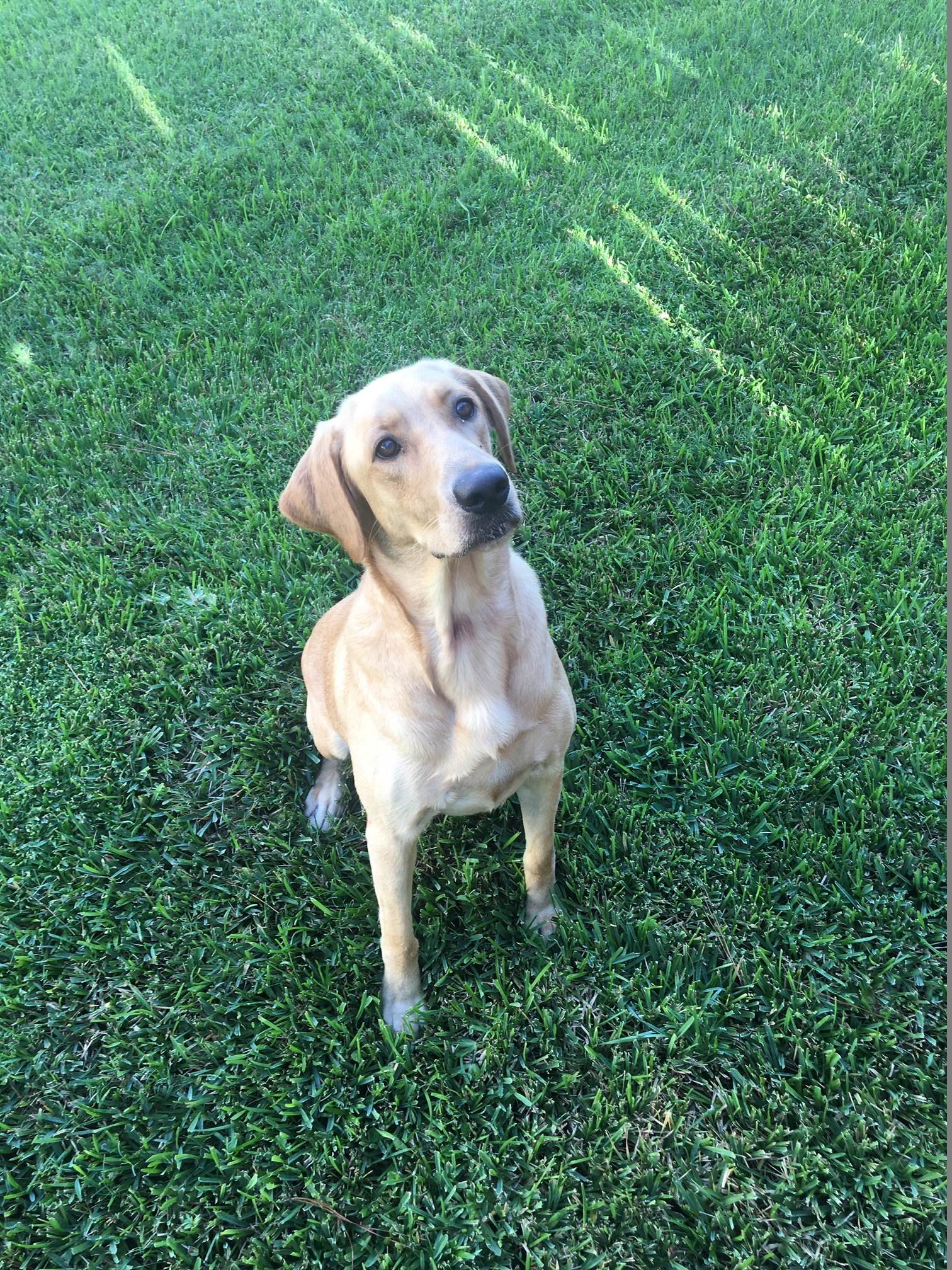 Hiwaters Ribbon in the Sky | Yellow Labrador Retriver