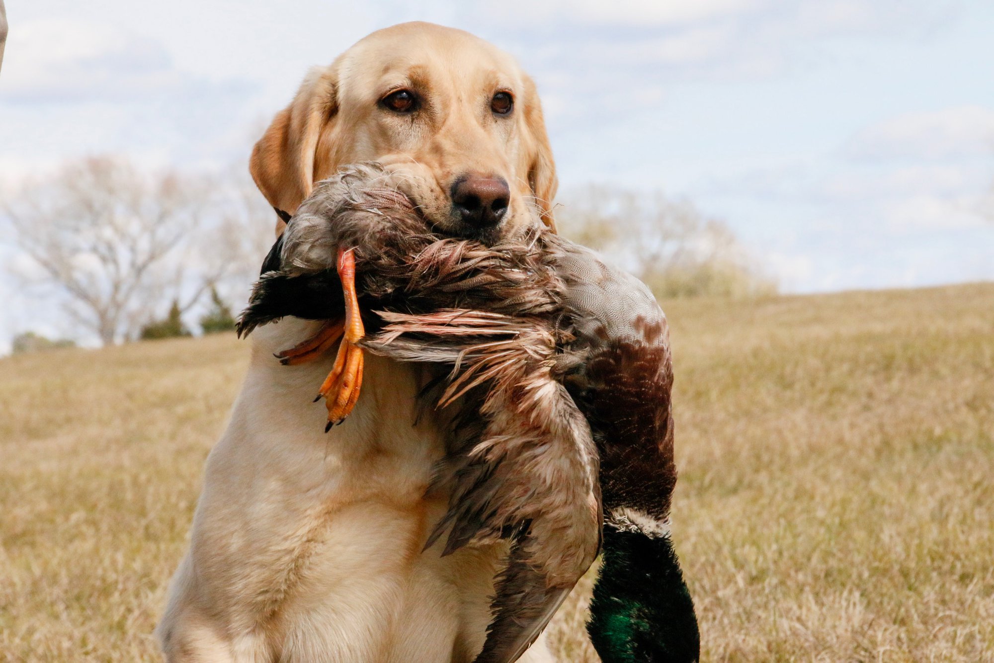 SHR OGF Maggie Tilton | Yellow Labrador Retriver