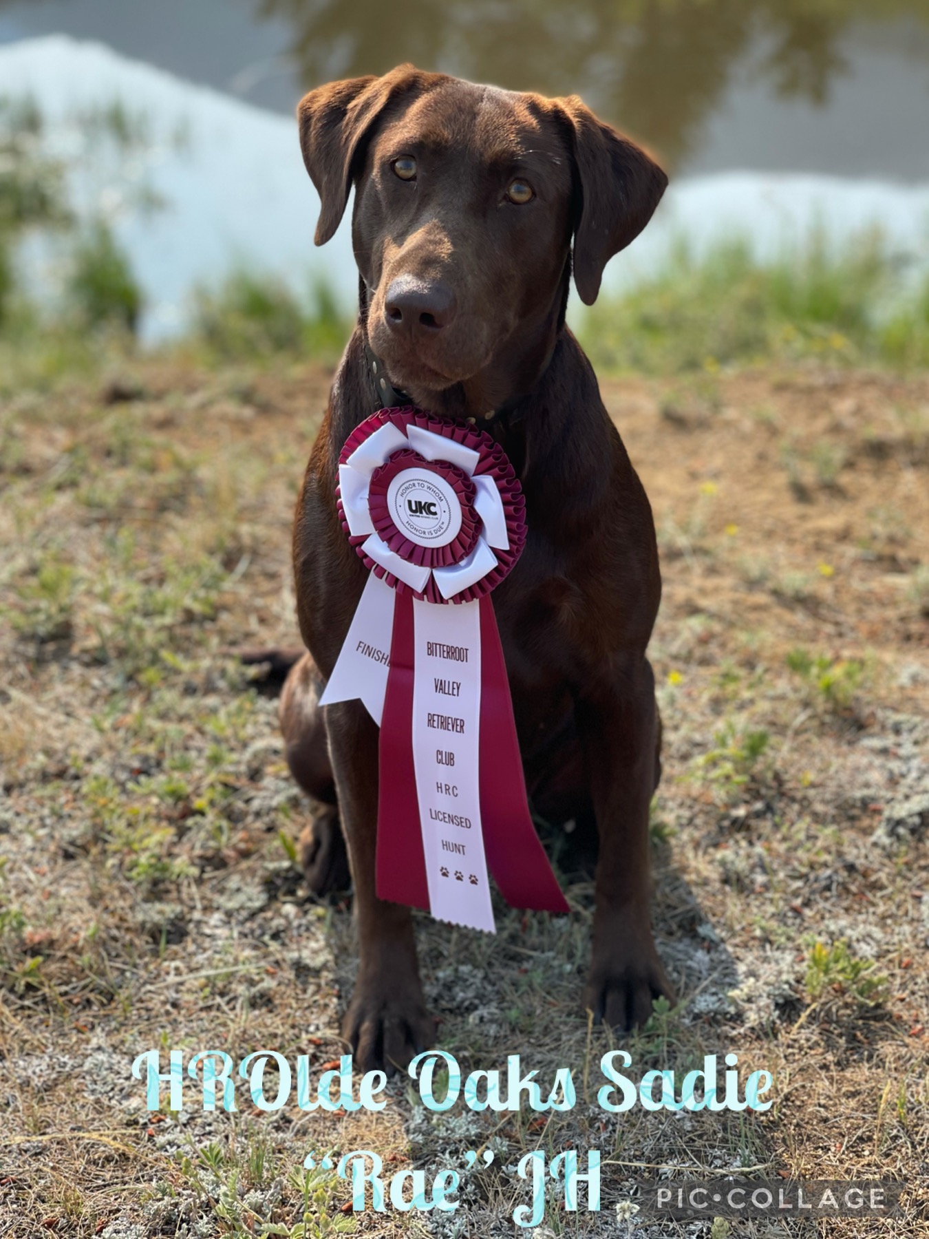 HR Olde Oaks Sadie Rae JH | Chocolate Labrador Retriver