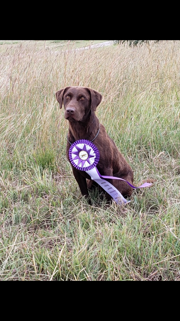 GMPR Beaver Creek Retriever's Jake's Red Line Oakley MH QAA | Chocolate Labrador Retriver