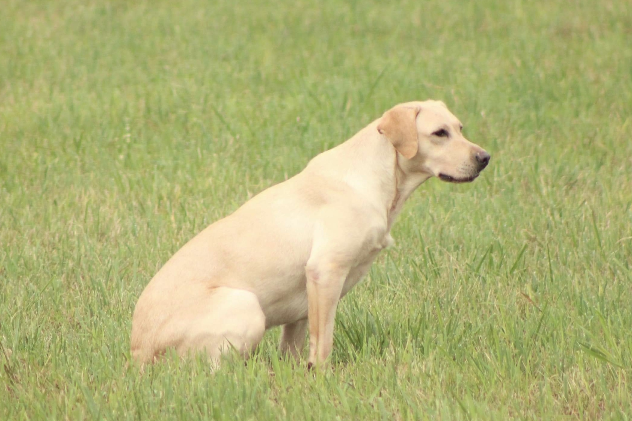 HR APR Greenwing Jake’s Little Angel | Yellow Labrador Retriver