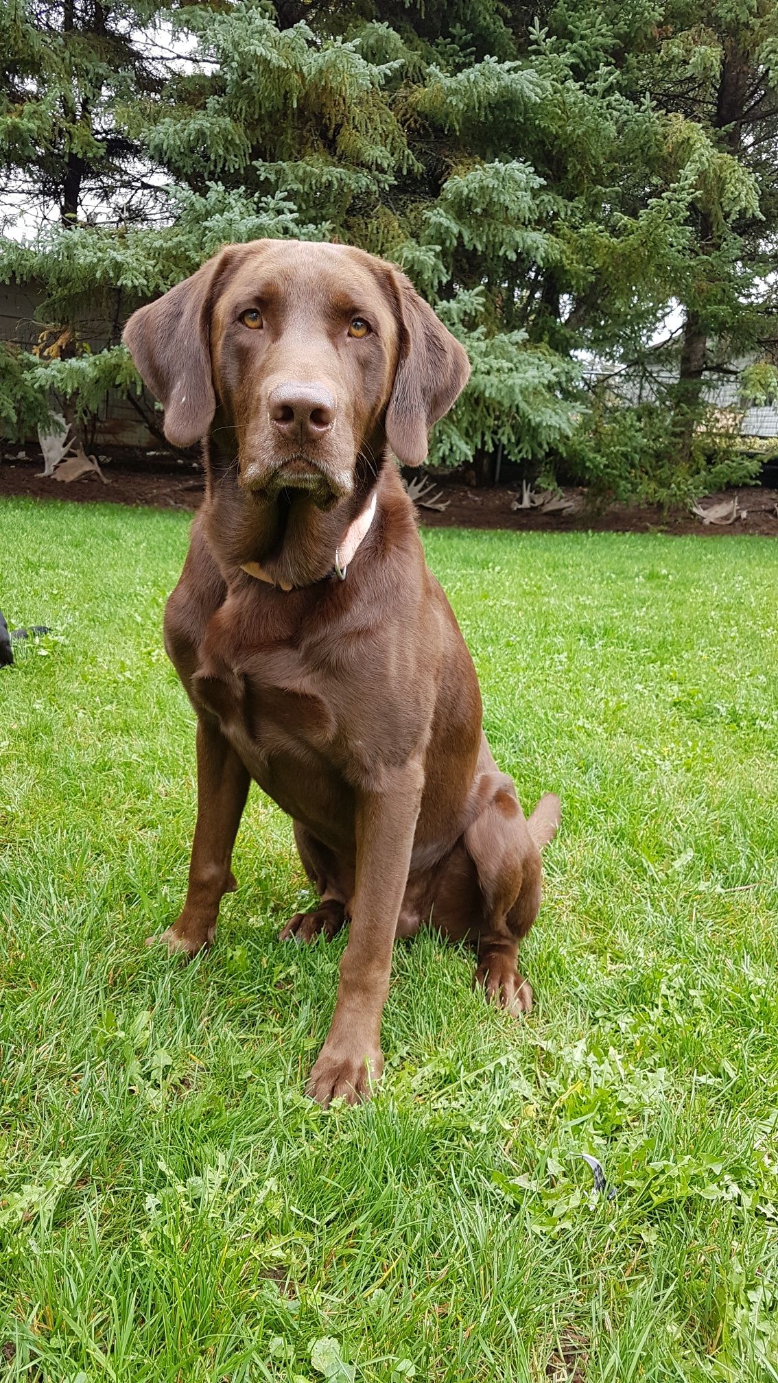 HR LYNNRIVERS BDL JACKPOT ACES HIGH | Chocolate Labrador Retriver