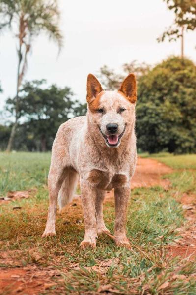 HEELER VALLEY &amp; HEELER'S RANCH KOLBY | Australian Cattle Dog 