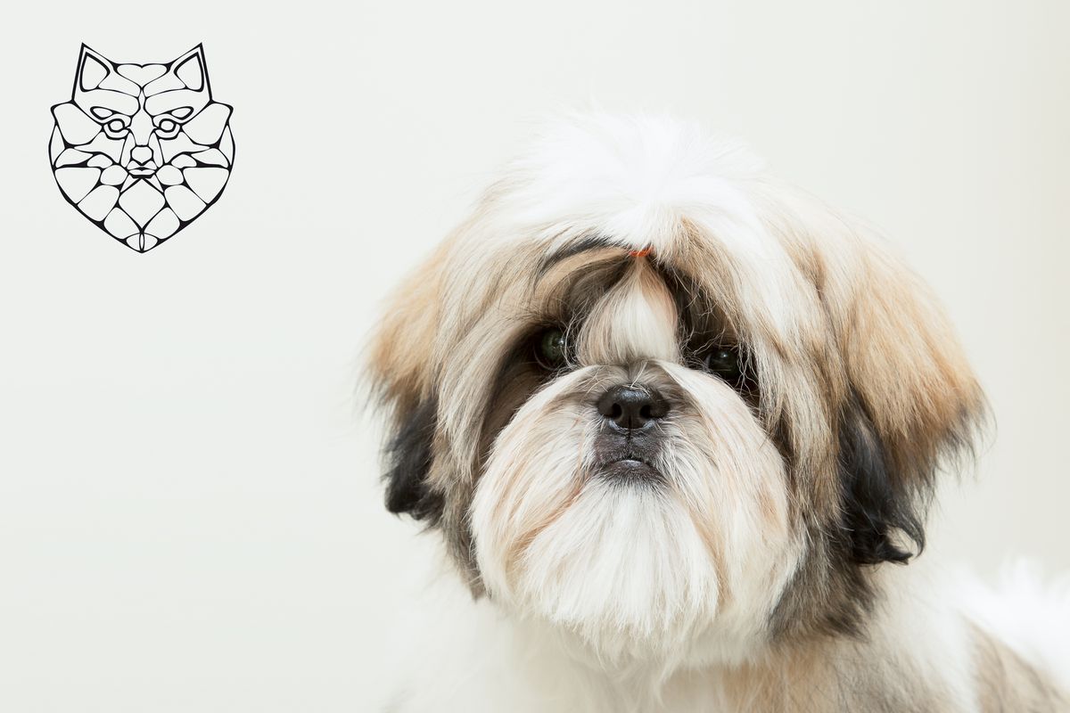 FREAKSHOW FAN DEATH | Shih Tzu 