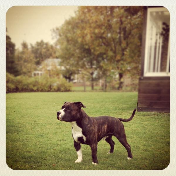 Kimbo | Ziggy | American Staffordshire Terrier 