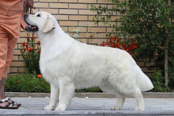 Derby For Ural Evidog | Golden Retriever 