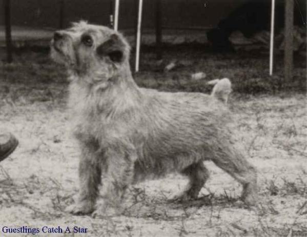 Guestlings Catch A Star | Norfolk Terrier 