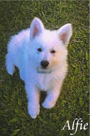 Sandiswiss White Ice Alfie | White Swiss Shepherd Dog 
