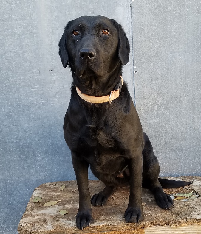 DUCKPUP'S BLACK PEARL | Black Labrador Retriver