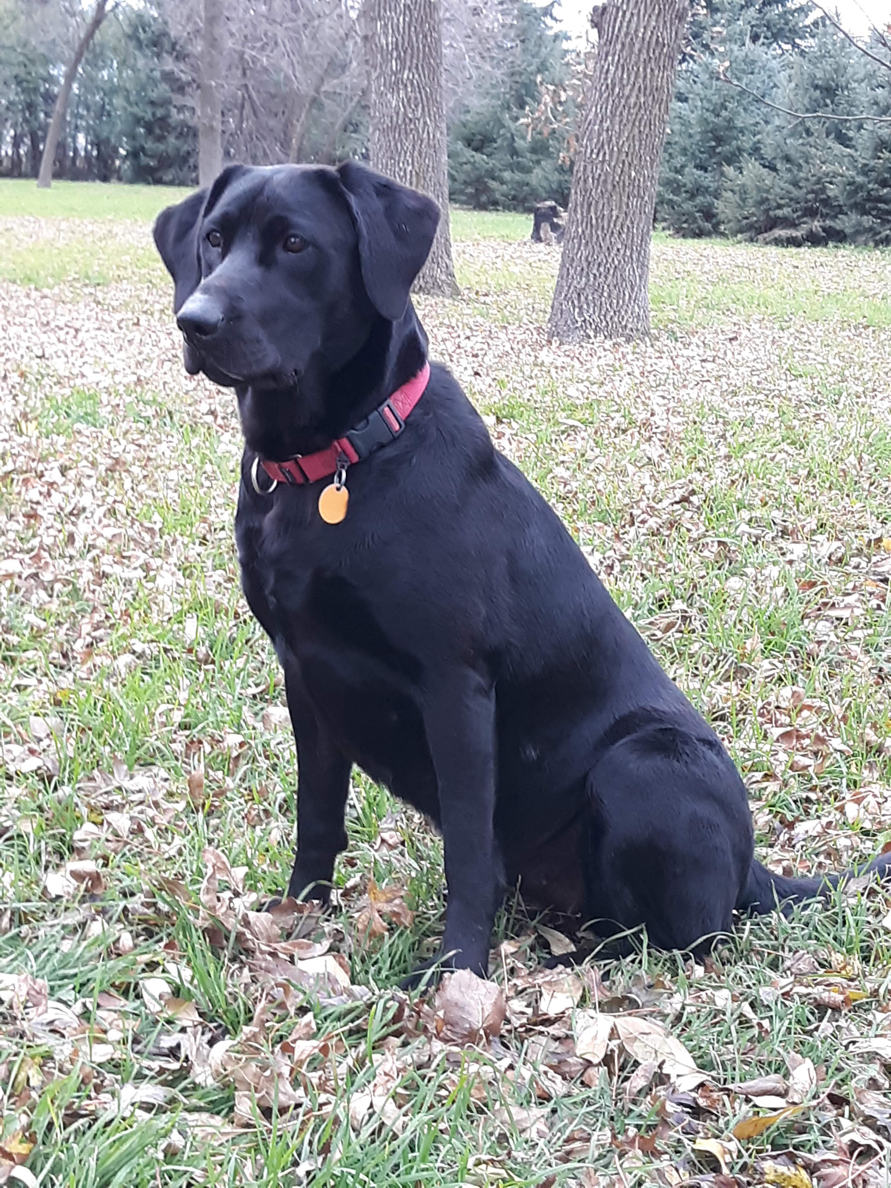 SHR Dudes Winsome Way | Black Labrador Retriver