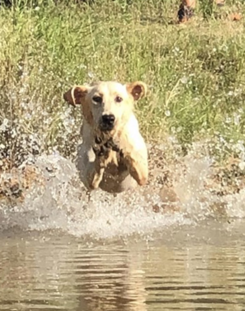 SHR Perryman’s I’ll Be Your Huckleberry | Yellow Labrador Retriver